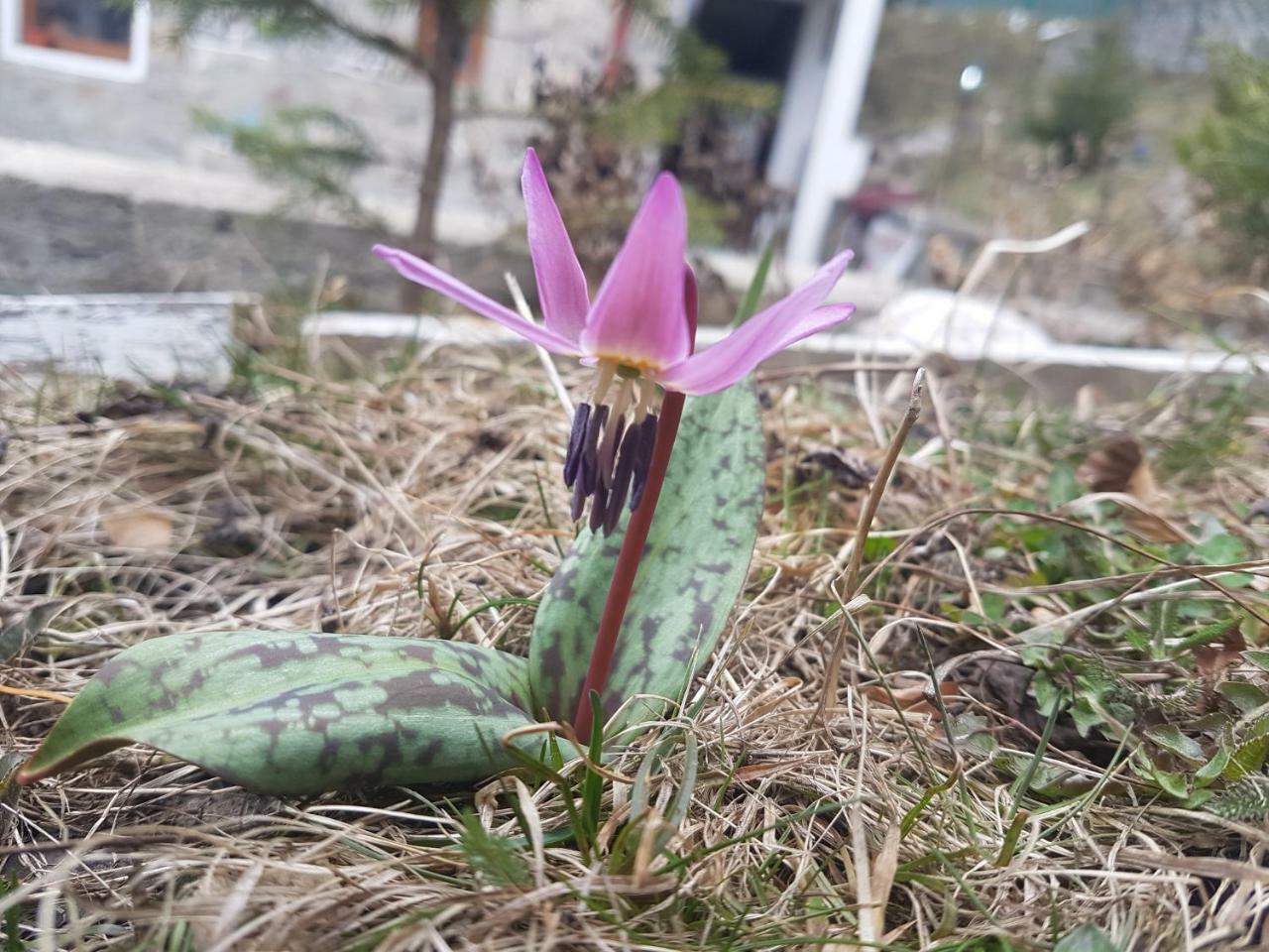 Casa Olguta Appartamento Sinaia Esterno foto